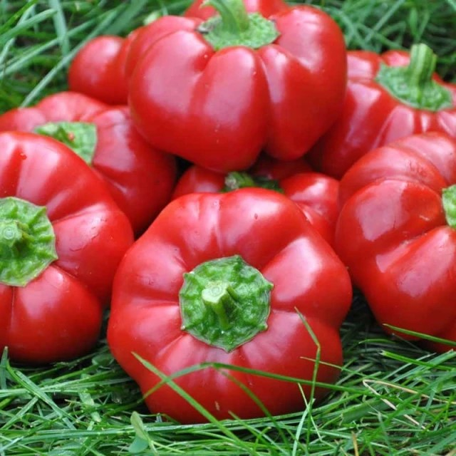 Seminte Ardei Gogosar Splendid 0.3g Agrosem - Fructe Rosii si Pulpa Foarte Groasa [2]