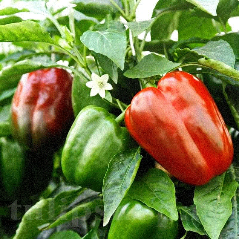 Seminte Ardei Gras California Wonder 1g Kertimag - Tip Blocky, Rosu si Carnos [3]