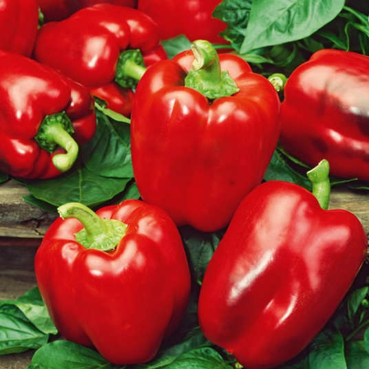 Seminte Ardei Gras California Wonder 1g Kertimag - Tip Blocky, Rosu si Carnos [2]