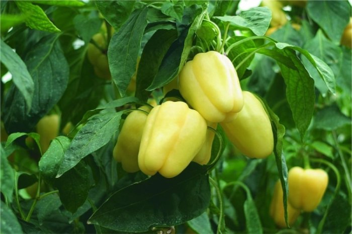 Seminte Ardei Gras Dariana Bac 0.3g Agrosem - Productivitate si Uniformitate [2]