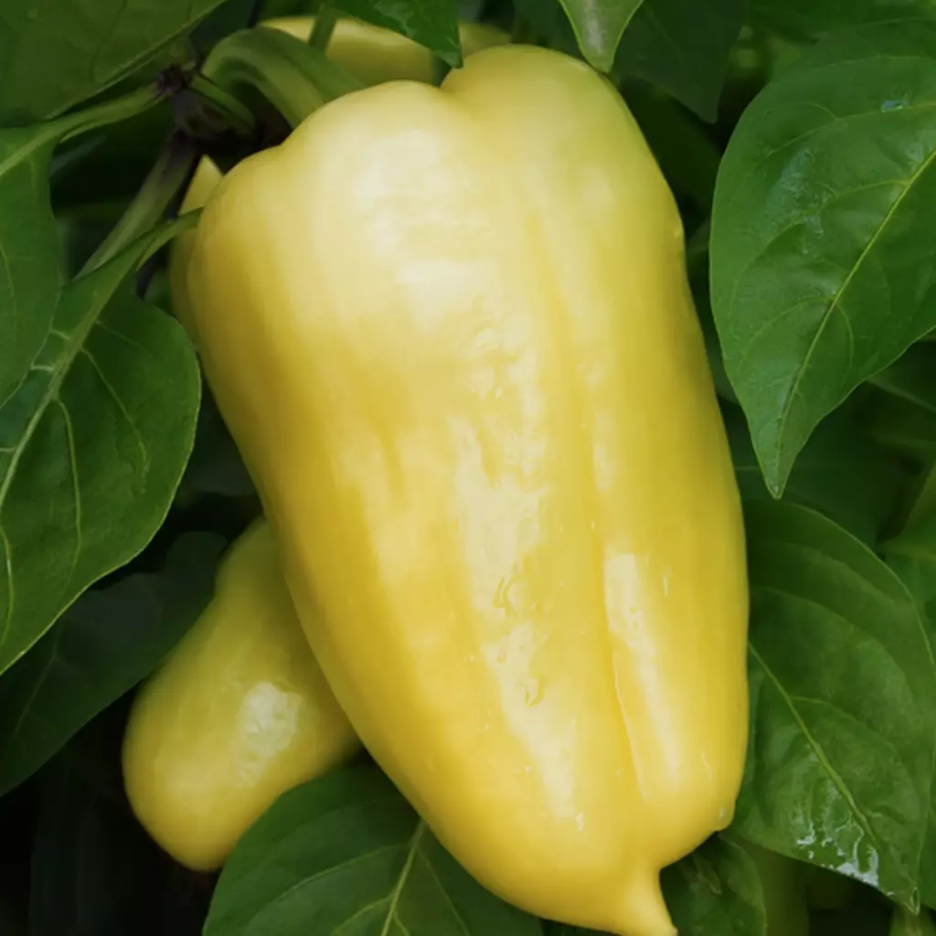 Seminte Ardei Gras Galben Amy 0,4g Kertimag - Ardei Productiv de Culoare Alb-Galbui [2]