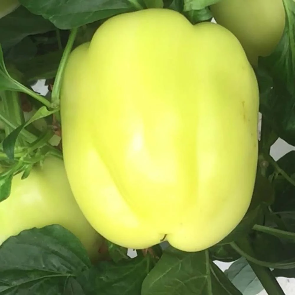 Seminte Ardei Gras Getic 0.3g Agrosem - Soi Romanesc Rezistent si Gustos [2]