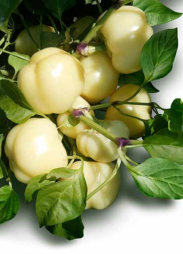 Seminte Ardei Gras Zsofia F1, Pachet 20 Seminte, Hibrid Productiv Tip Blocky, Kertimag [3]