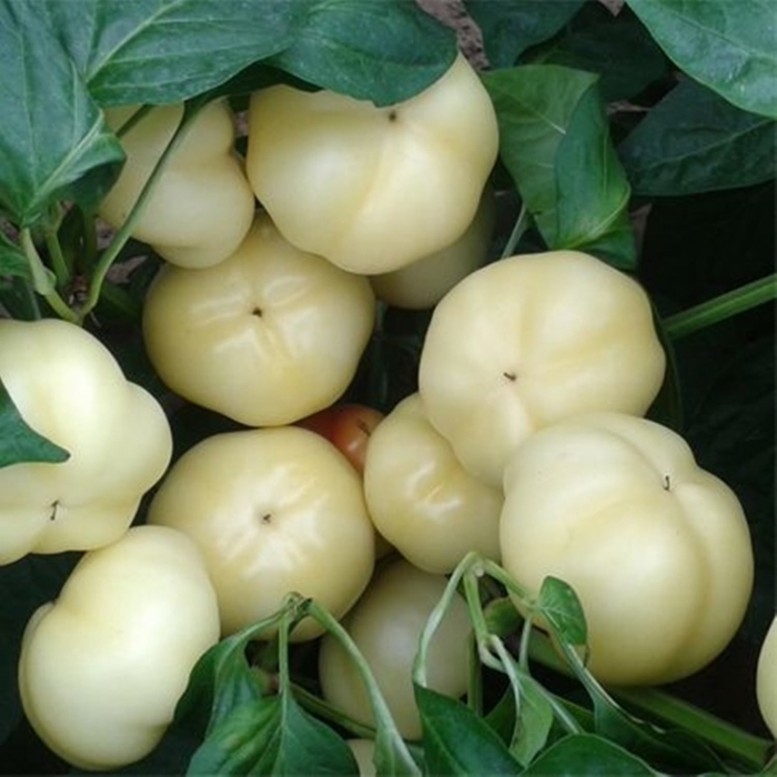 Seminte Ardei Gras Zsofia F1, Pachet 20 Seminte, Hibrid Productiv Tip Blocky, Kertimag [4]