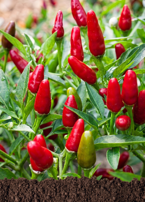 Seminte Ardei Iute Jalapeno 0.7g - Soi Carnos cu Iuteala Moderata si Foarte Productiv [2]