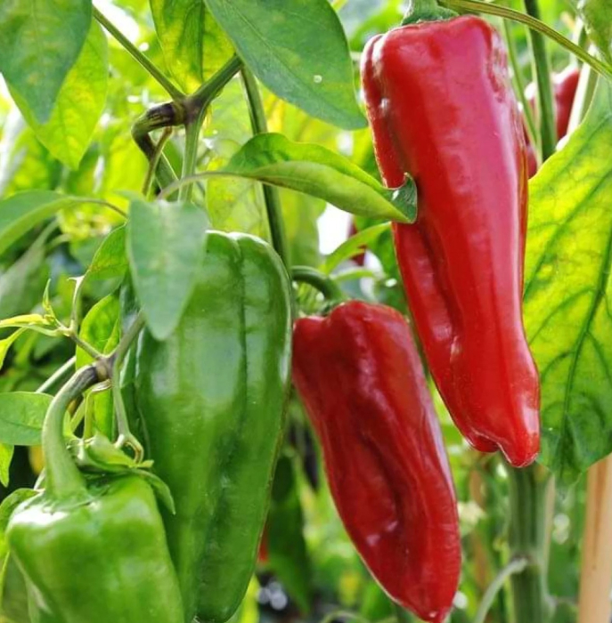 Seminte Ardei Lung Dulce de Espana 0.4g Agrosem - Fructe Uriase si Dulci [2]