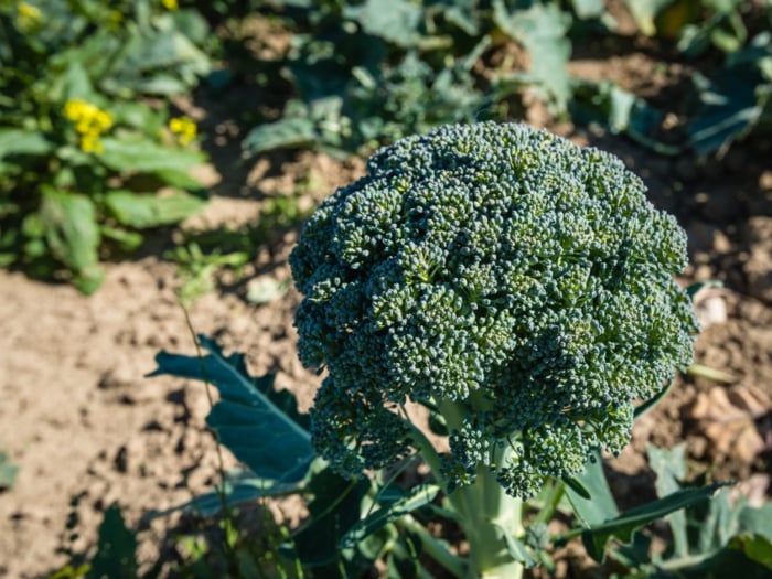 Seminte Broccoli Calabrese Natalino 2g Kertimag - Soi Productiv cu Recoltare Prelungita [2]