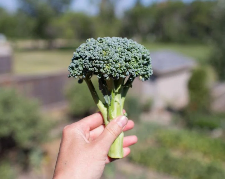 Seminte Broccoli Calabrese Natalino 2g Kertimag - Soi Productiv cu Recoltare Prelungita [3]
