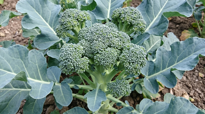 Seminte Brocoli Ramoso Calabrese 5g - Soi Traditional Italian Foarte Productiv si Bogat in Vitamine [2]