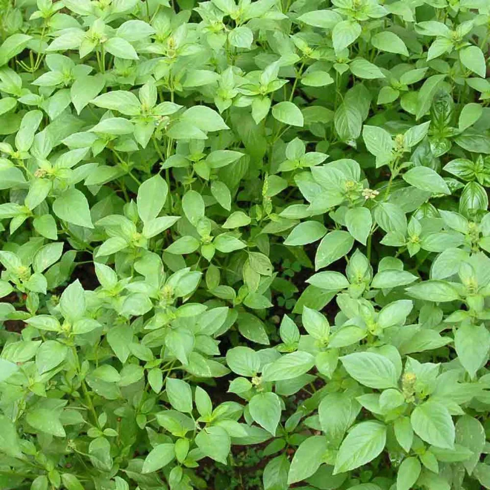Seminte Busuioc cu aroma de lamaie 1g Kertimag - Planta Aromatica Exotica pentru Deserturi si Peste [2]