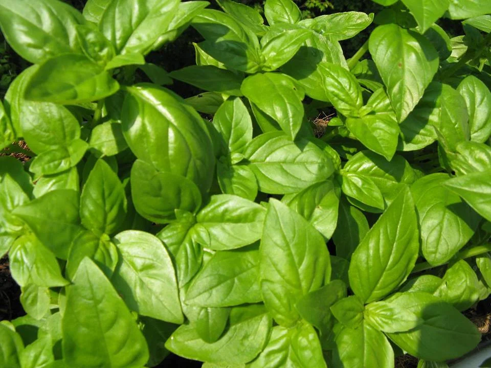 Seminte Busuioc Genovese 8g Agrosem - Aroma Autentica Italiana pentru Pesto [2]