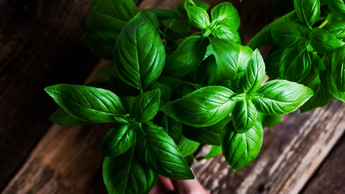 Seminte Busuioc Genovese Prima Sementi 3g - Aromatic si Productiv [3]