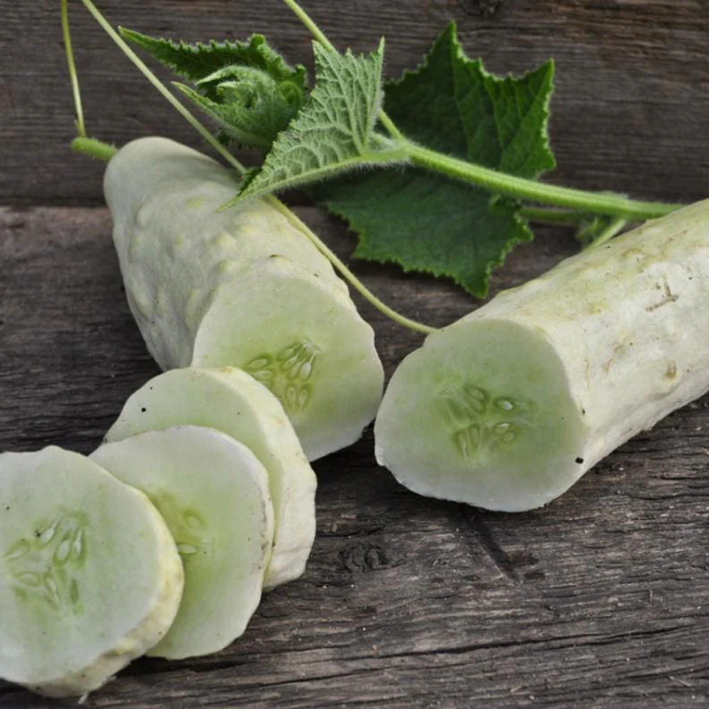 Seminte Castraveti Albi Paris Small White 1.5g Agrosem - Soi Exotic Crocant [2]