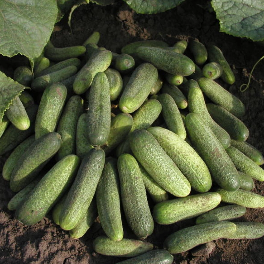 Seminte Castraveti Charlotte F1 50 seminte Kertimag - Hibrid Timpuriu tip Cornichon [3]