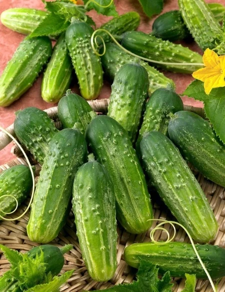 Seminte Castraveti Dalila F1 1g Agrosem - Hibrid Cornison Rezistent si Productiv [2]