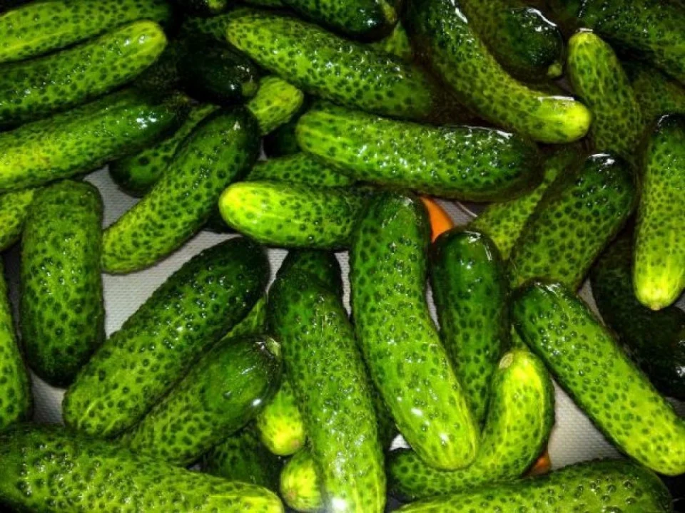 Seminte Castraveti Dalila F1 1g Agrosem - Hibrid Cornison Rezistent si Productiv [3]