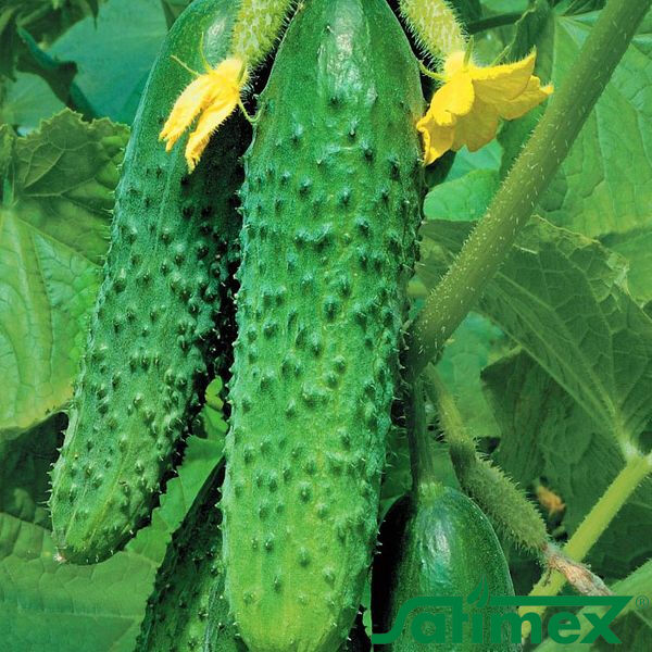 Seminte Castraveti Uborka IRA F1 Hybrid 5g Prima Sementi - Cornichon Rezistent [2]