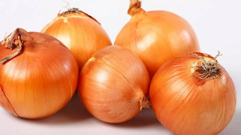 Seminte Ceapa Makoi Bronz 1.5g Kertimag - Soi Traditional pentru Pastrare Indelungata [2]