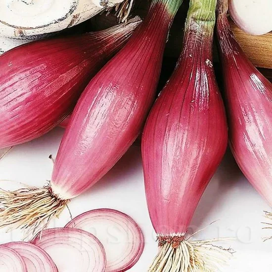 Seminte Ceapa Rosie Rossa Lunga di Firenze 2g Kertimag - Soi Italian Dulce si Alungit [2]