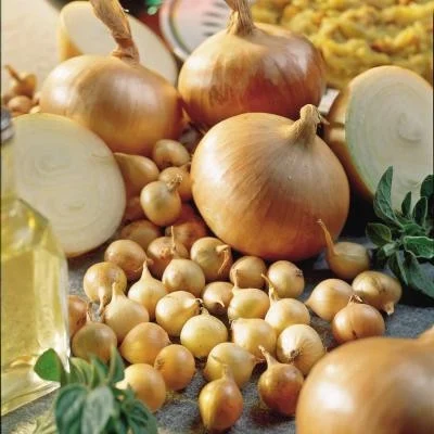 Seminte Ceapa Stuttgarter Riesen 2g Kertimag - Soi Productiv cu Bulbi Mari si Pastrare Lunga [2]