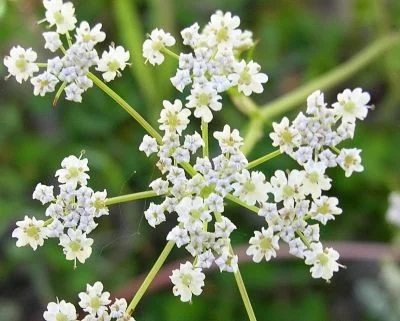 Seminte Chimen 2g Kertimag - Planta Aromatica si Medicinala Indispensabila [2]