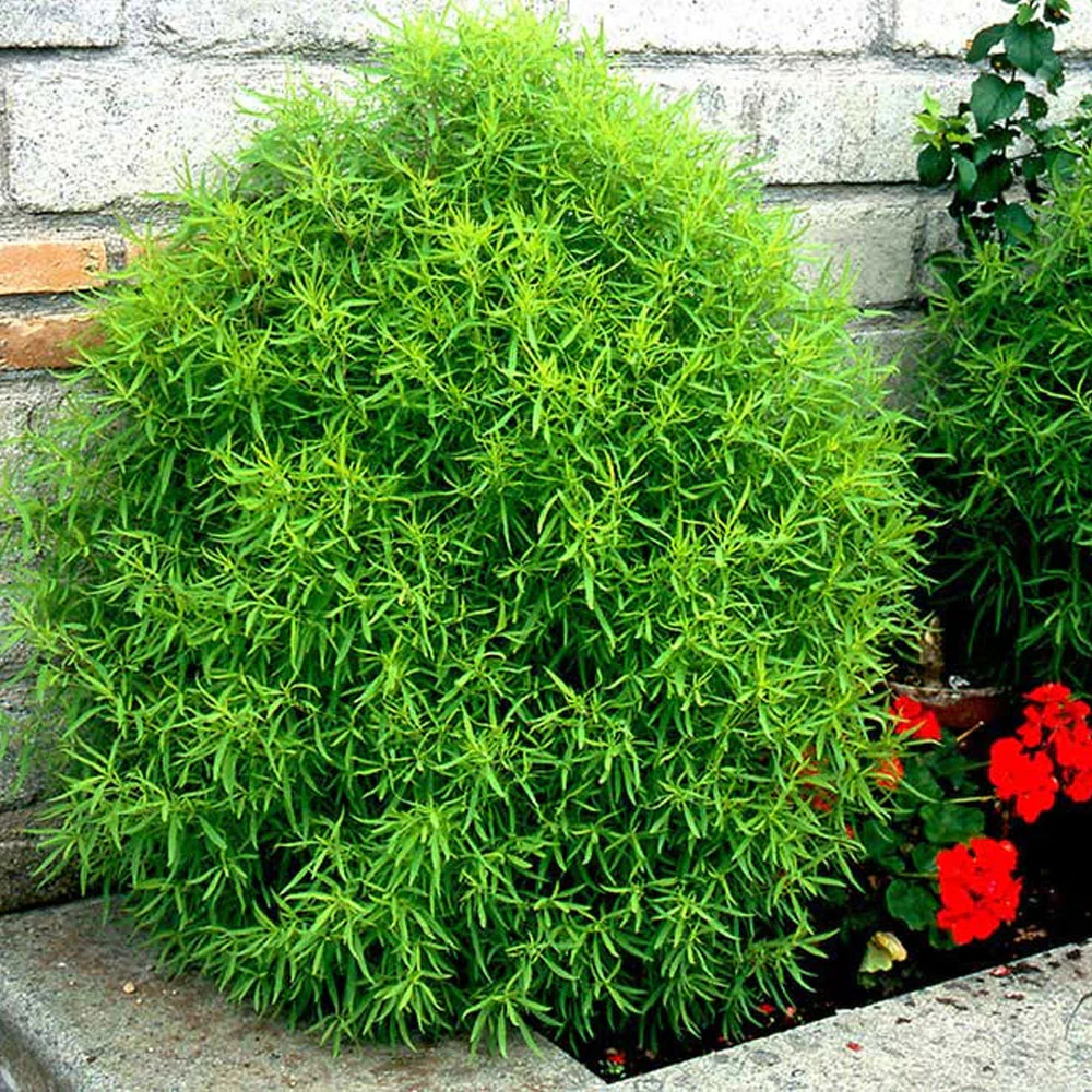 Seminte Cipru de gradina 1g Kertimag - Planta Ornamentala cu Aspect de Conifer [2]