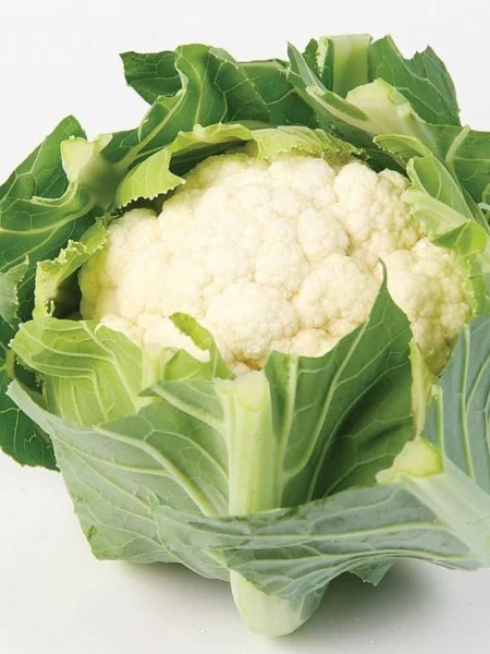 Seminte Conopida Snow Crown F1 Hybrid 0,4g Prima Sementi - Timpurie si Productiva [4]