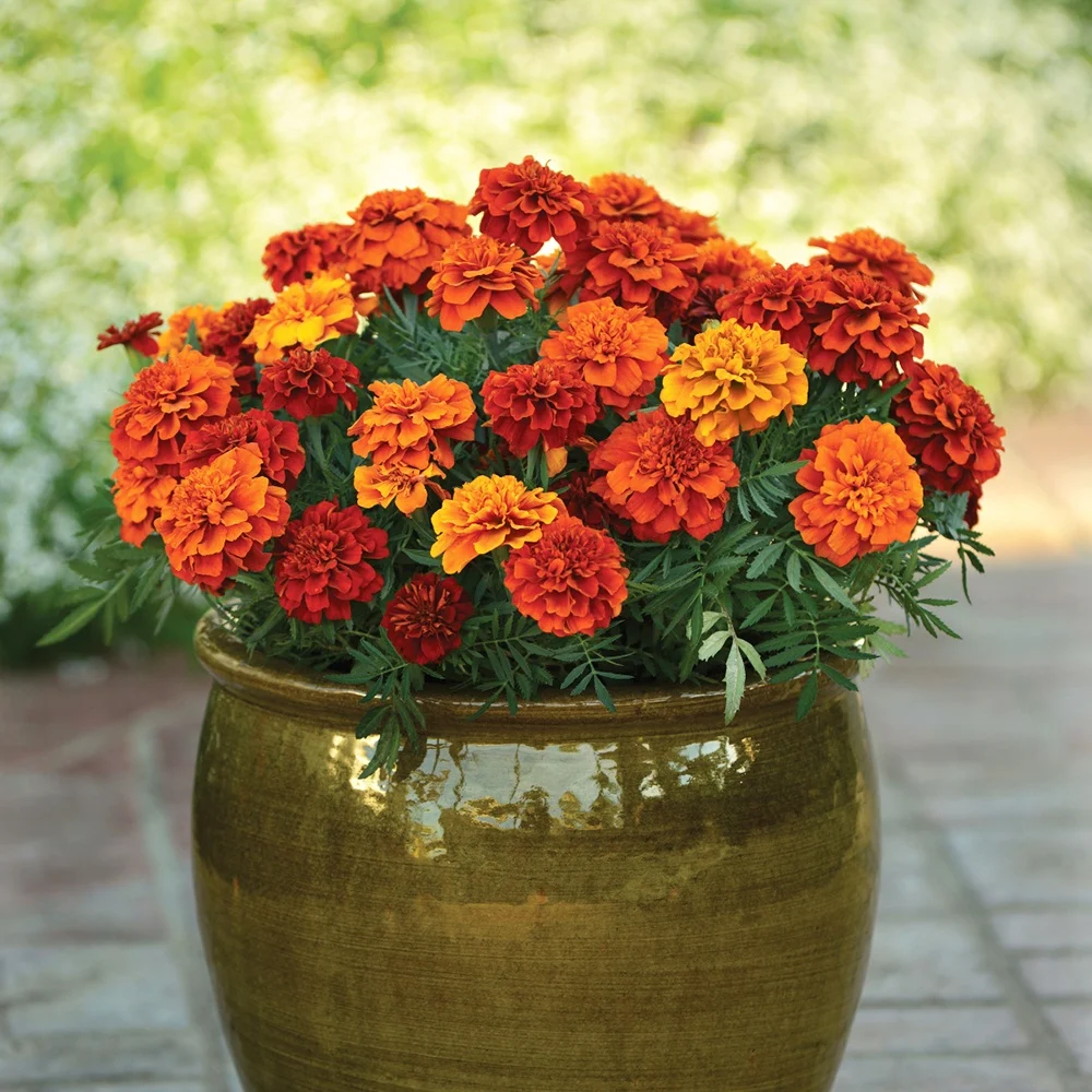 Seminte Craite cu Flori Mici (Tagetes tenuifolia) Amestec, 1 g, Kertimag [2]