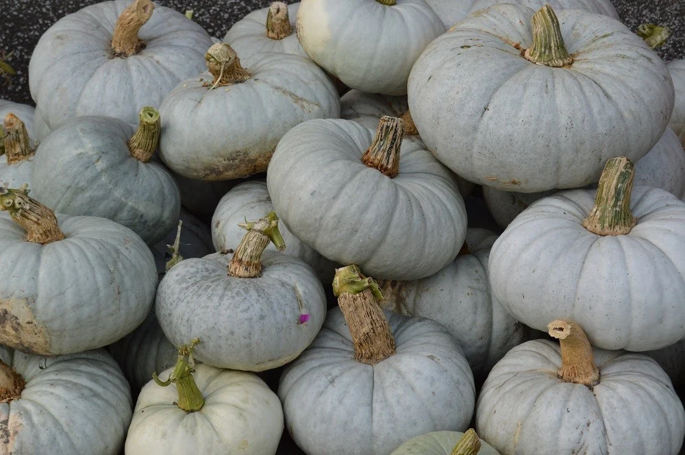 Seminte Dovleac de Copt Nagydobosi 3g Kertimag - Soi Traditional cu Pulpa Dulce si Aromata [3]