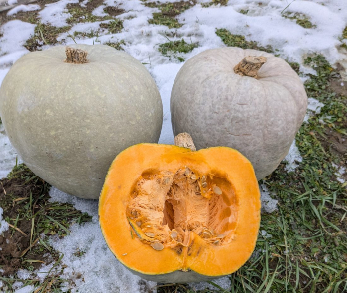 Seminte Dovleac de Copt Teli Parazs, Plic 3g, Pulpa Portocalie Dulce si Cremoasa, Kertimag [2]