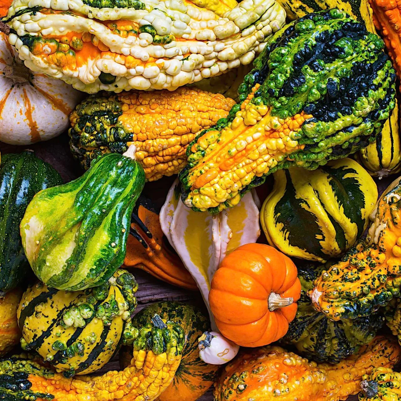 Seminte Dovleac Decorativ Amestec cu Fructe Mari 2g Kertimag - Forme si Culori Diverse [2]