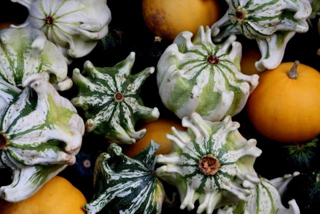 Seminte Dovleac Decorativ Crown Mix 2g Kertimag - Forme de Coroana Diversificate [2]