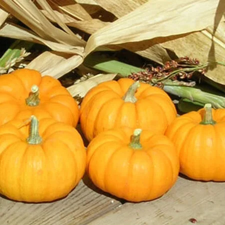 Seminte Dovleac Furajer Gigant Sarga Orias (Gele Reuzen) 8g Kertimag [2]