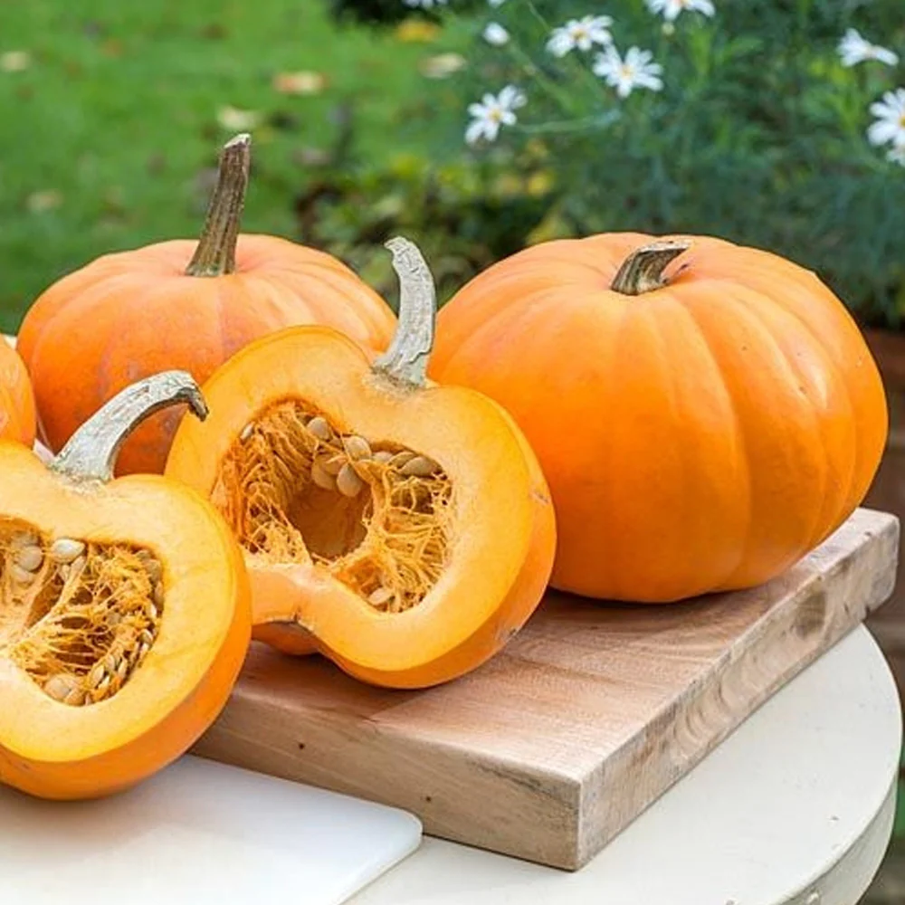 Seminte Dovleac Furajer Sarga Orias 50g Kertimag - Dovleac Gigant Galben [2]