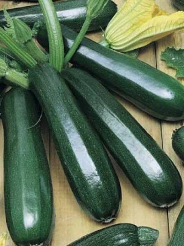 Seminte Dovlecel Bolognese 2g Agrosem - Dovlecel Scurt si Gros pentru Umplut [4]