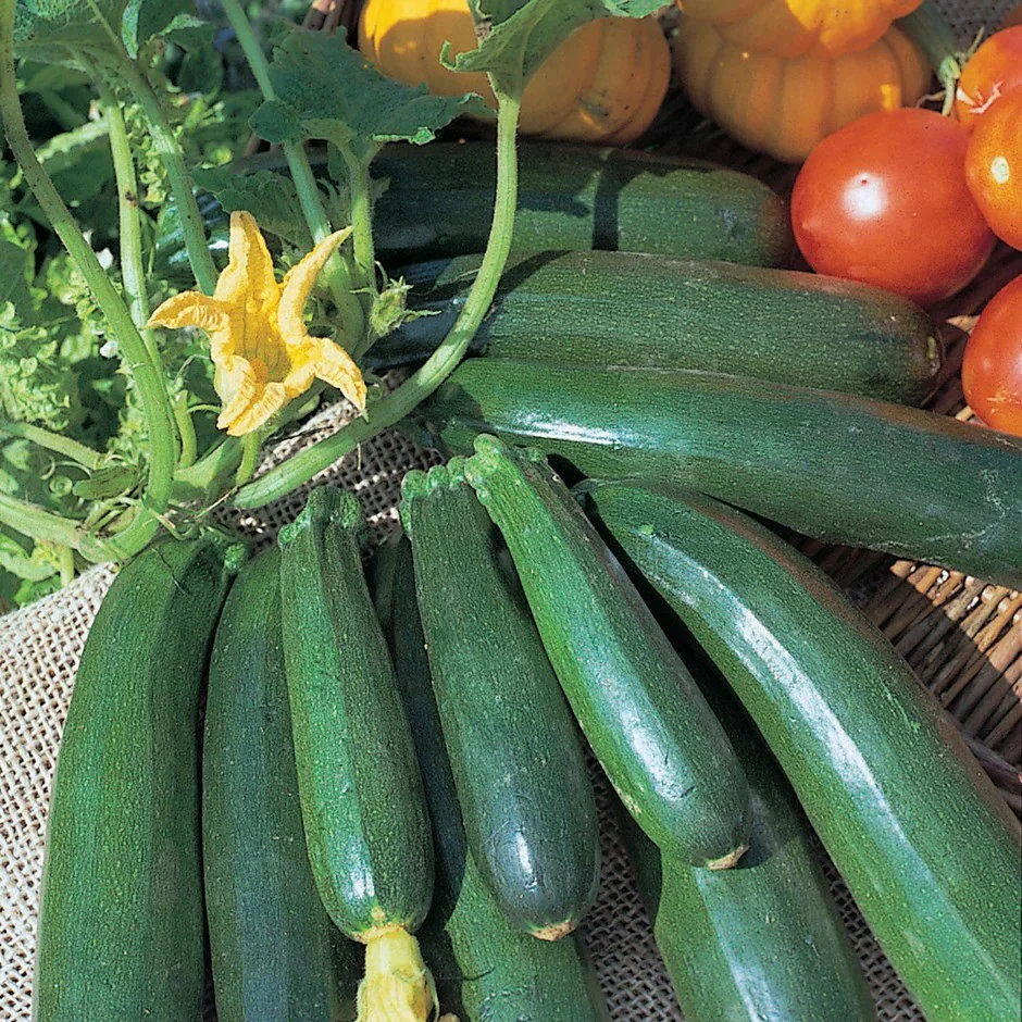 Seminte Dovlecel Bolognese 2g Agrosem - Dovlecel Scurt si Gros pentru Umplut [2]