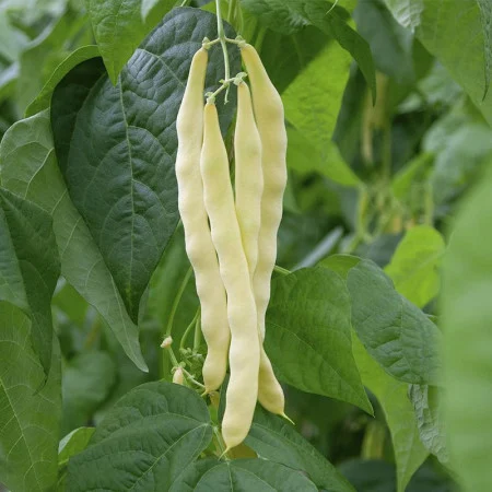 Seminte Fasole Galbena Oloaga Baldana 25g - Soi Lat Fara Ate si Foarte Carnos [3]