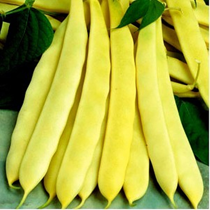 Seminte Fasole Lata Oloaga Capitano 100g - Pastai Galbene Fara Ate [4]