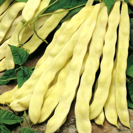 Seminte Fasole Lata Urcatoare Meraviglia di Venezia, Pachet 80g, Fasole Galbena Frageda, Agrosem [2]