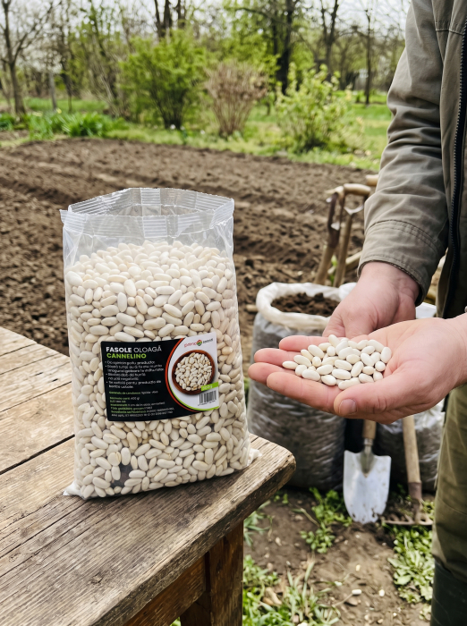 Seminte Fasole Oloaga Cannelino 500g - Soi Alb Pitic Productiv [2]
