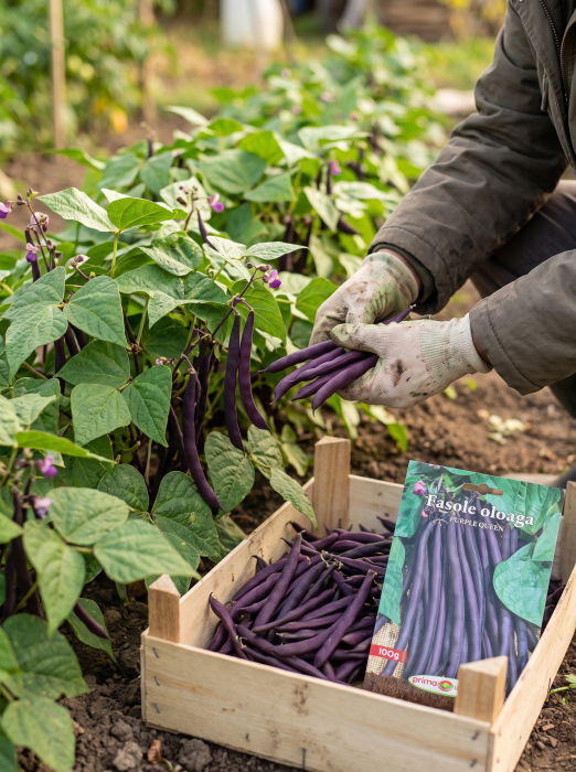 Seminte Fasole Oloaga Purple Queen 100g - Soi Violet Pitic Fara Ate [2]