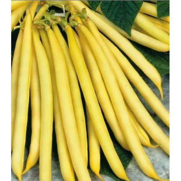 Seminte Fasole Pitica Galbena Sonesta 50g Kertimag - Fideluta Fina fara Ate [2]