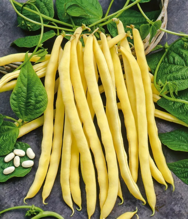 Seminte Fasole Pitica Goldtime 100g Agrosem - Pastai Galbene Extra-Fragede [2]