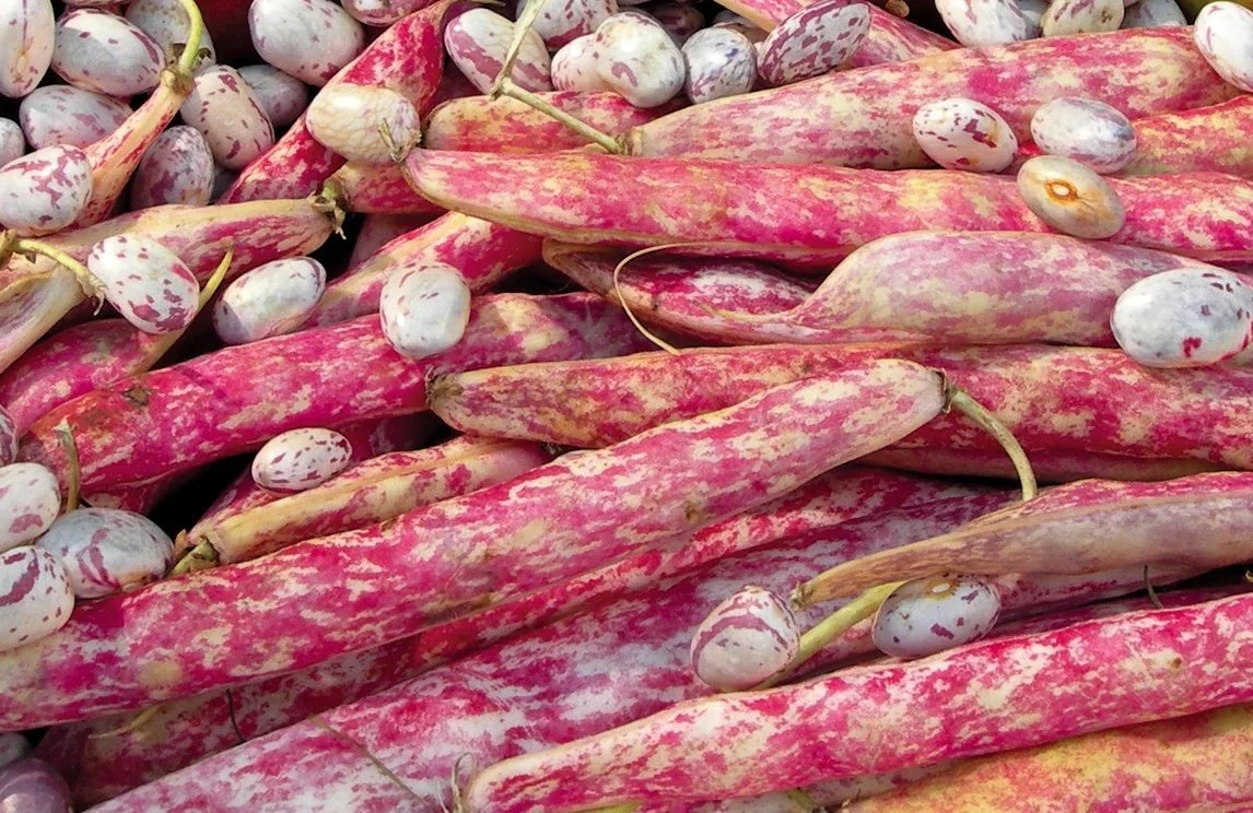 Seminte Fasole Pitica pentru Boabe Coco Rose 50g Kertimag - Fasole Pestrita tip Borlotto [2]