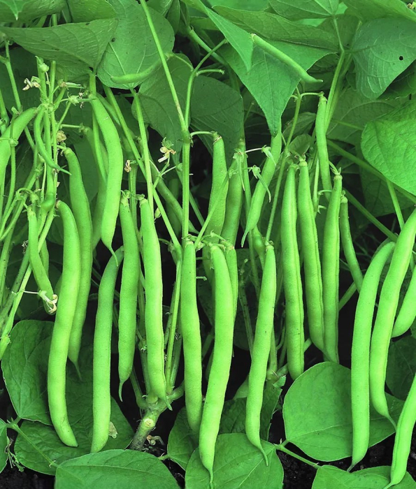 Seminte Fasole Pitica Processor 50g Agrosem - Pastai Verzi de Calitate Industriala [2]