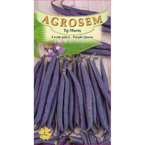 Seminte Fasole Pitica Violet Purple Queen 30g Agrosem - Eleganta si Gust in Gradina [3]