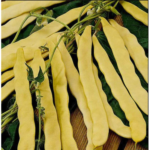 Seminte Fasole Urcatoare Auria Bacaului 25g - Soi Romanesc de Calitate [2]