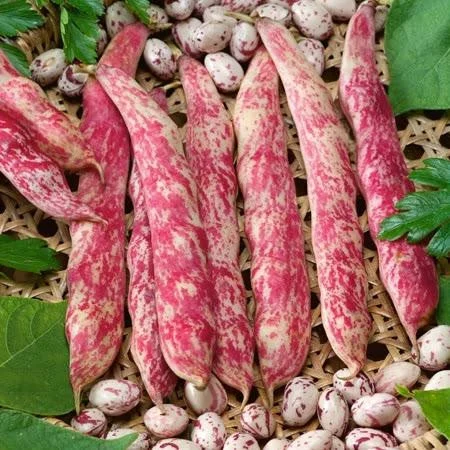 Seminte Fasole Urcatoare Bicolora Borlotto Lingua di Fuoco 3 100g - Pastai Late si Boabe Pestrite [3]