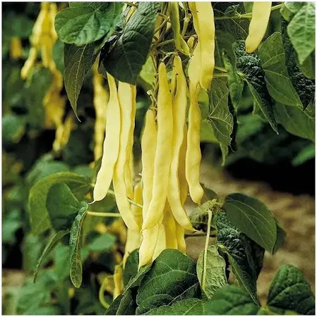 Seminte Fasole Urcatoare Galbena Goldfield 30g Kertimag - Fasole Lata fara Ate [2]