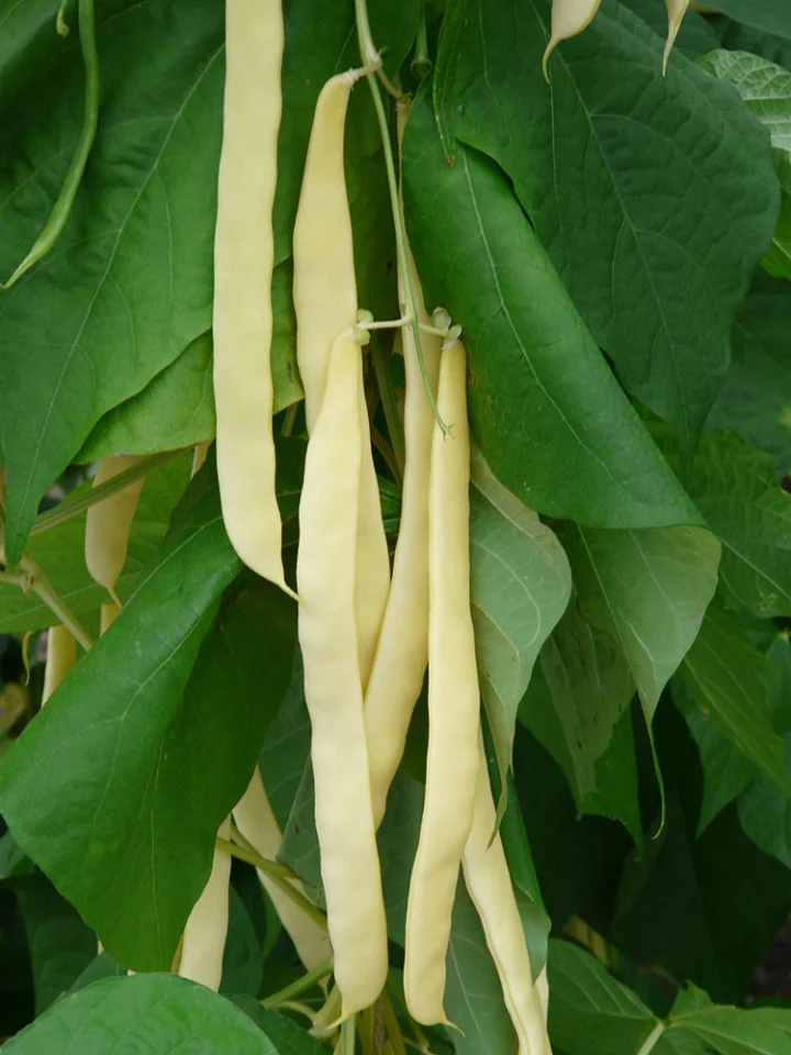 Seminte Fasole Urcatoare Galbena Lata Golden Gate 30g Agrosem - Fragezime Maxima [2]